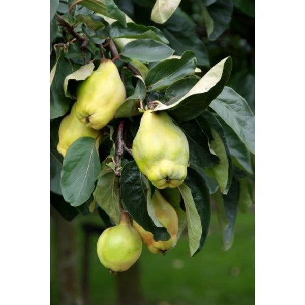 Kweepeer (Cydonia Oblonga 'Rea's Mammoth') 3 Kweepeer (Cydonia Oblonga 'Rea's Mammoth')