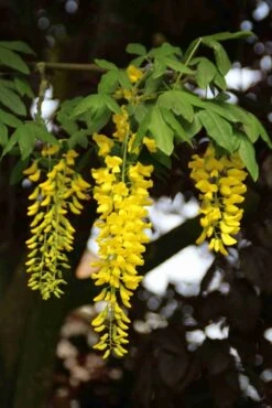Gouden Regen, Struik (Laburnum Watereri 'Vossii') 15 Gouden Regen, Struik (Laburnum Watereri 'Vossii') -Directplant Winkel laburnum w. vossi 2
