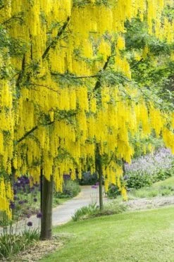Gouden Regen, Struik (Laburnum Watereri 'Vossii') 16 Gouden Regen, Struik (Laburnum Watereri 'Vossii') -Directplant Winkel laburnum x watereri vossii01 1