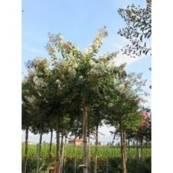 Witte Lagerstroemia Als Boom (Lagerstroemia Indica) 9 Witte Lagerstroemia Als Boom (Lagerstroemia Indica) -Directplant Winkel lagerstroemia indica boom wit01