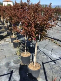 Lagerstroemia Als Halfstam (Lagerstroemia Indica 'Berry Dazzle') 12 Lagerstroemia Als Halfstam (Lagerstroemia Indica 'Berry Dazzle') -Directplant Winkel lagerstroemia black dazzle halfstam