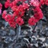 Lagerstroemia (Lagerstroemia 'Black Diamond Best Red') -Directplant Winkel lagerstroemia black diamond 1
