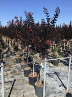Lagerstroemia Als Halfstam (Lagerstroemia 'Black Diamond Best Red') -Directplant Winkel lagerstroemia black diamond halfstam