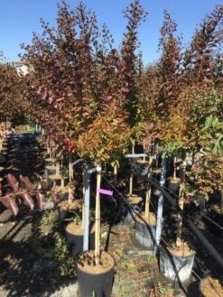 Lagerstroemia Halfstam (Lagerstroemia Indica 'Burgundy Cotton') -Directplant Winkel lagerstroemia burgundy cotton halfstam