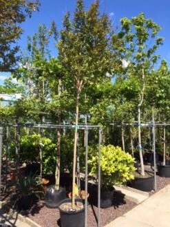 Roze Lagerstroemia Als Boom (Lagerstroemia Indica) -Directplant Winkel lagerstroemia indica 10 12ho