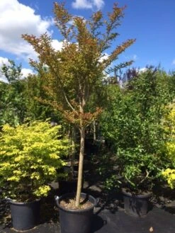 Roze Lagerstroemia Als Boom (Lagerstroemia Indica) -Directplant Winkel lagerstroemia indica halfstam 14 16