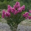 Lagerstroemia Roze (Lagerstroemia Indica) -Directplant Winkel lagerstroemia indica roze 1 1