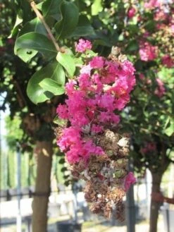 Roze Lagerstroemia Als Boom (Lagerstroemia Indica) -Directplant Winkel lagerstroemia indica roze 11