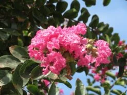 Roze Lagerstroemia Als Boom (Lagerstroemia Indica) -Directplant Winkel lagerstroemia indica roze 3
