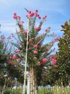Roze Lagerstroemia Als Boom (Lagerstroemia Indica) -Directplant Winkel lagerstroemia indica roze 4