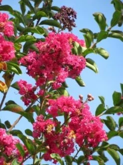 Roze Lagerstroemia Als Boom (Lagerstroemia Indica) -Directplant Winkel lagerstroemia indica roze 6