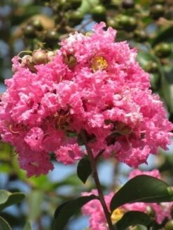 Roze Lagerstroemia Als Boom (Lagerstroemia Indica) -Directplant Winkel lagerstroemia indica roze 7