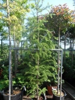 Lariks (Larix Decidua) -Directplant Winkel larix decidua 250 300 c35