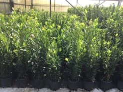 Echte Laurier (Laurus Nobilis) -Directplant Winkel laurus nobilis