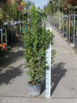 Echte Laurier (Laurus Nobilis) -Directplant Winkel laurus nobilis 100 125 c10