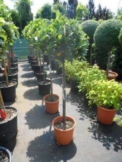 Echte Laurier Als Boom (Laurus Nobilis) -Directplant Winkel laurus nobilis 100stam c25