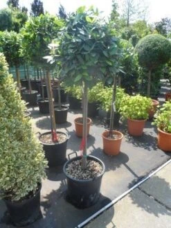 Echte Laurier Als Boom (Laurus Nobilis) -Directplant Winkel laurus nobilis 100stam c35