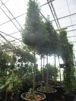 Echte Laurier Als Piramide (Laurus Nobilis) -Directplant Winkel laurus nobilis 16 18 20ho c350 pyramide