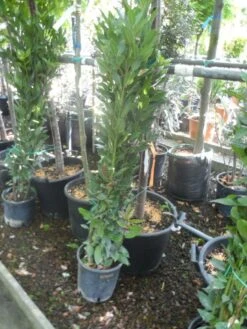 Echte Laurier Als Piramide (Laurus Nobilis) -Directplant Winkel laurus nobilis 80 100 c5 1
