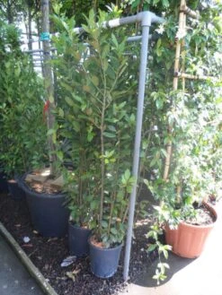 Echte Laurier (Laurus Nobilis) -Directplant Winkel laurus nobilis c10 100 125 1