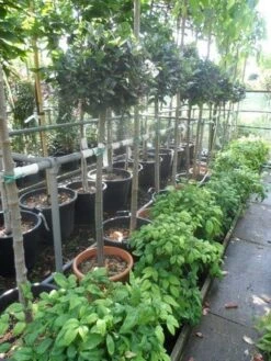 Echte Laurier Op Stam (Laurus Nobilis) -Directplant Winkel laurus nobilis halfstam c20 25 1
