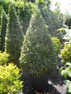 Echte Laurier Als Piramide (Laurus Nobilis) -Directplant Winkel laurus nobilis kegel 150 175 2