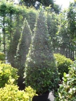 Echte Laurier Als Piramide (Laurus Nobilis) -Directplant Winkel laurus nobilis kegel 175 200 2