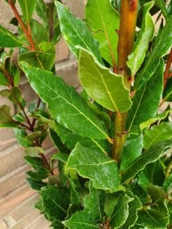 Echte Laurier (Laurus Nobilis) -Directplant Winkel laurusnobilis laurier03