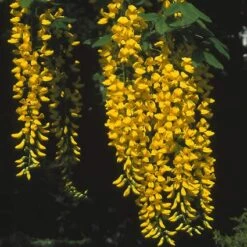 Gouden Regen, Struik (Laburnum Watereri 'Vossii') 14 Gouden Regen, Struik (Laburnum Watereri 'Vossii') -Directplant Winkel lawvossi 4