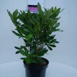 Rhododendron (Rhododendron 'Lee's Dark Purple') -Directplant Winkel lee s dark purple c5 voor 1