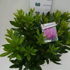Rhododendron (Rhododendron 'Lee's Dark Purple') -Directplant Winkel lee s dark purple c7.5 boven 1