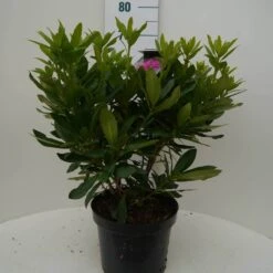 Rhododendron (Rhododendron 'Lee's Dark Purple') -Directplant Winkel lee s dark purple c7.5 voor 1