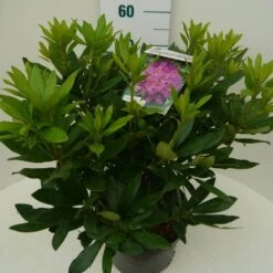 Rhododendron (Rhododendron 'Lee's Dark Purple') -Directplant Winkel lee s dark purple c7.5 zij 2