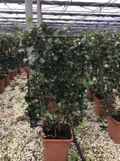 Camelia Als Leivorm (Camellia Japonica 'Black Lace') -Directplant Winkel lei1