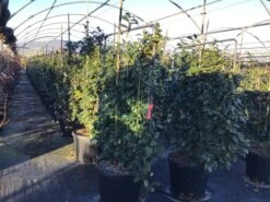 Camelia Als Leivorm (Camellia Japonica 'Black Lace') -Directplant Winkel lei2