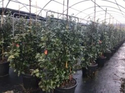 Camelia Als Leivorm (Camellia Japonica 'Black Lace') -Directplant Winkel lei3