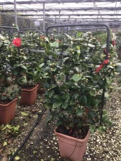 Camelia Als Leivorm (Camellia Japonica 'Doctor Burnside') -Directplant Winkel leidoctor