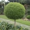 Bolliguster (Ligustrum Delavayanum) -Directplant Winkel ligustrum delavayanum bol01