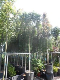 Liguster Als Leiboom (Ligustrum Japonicum) -Directplant Winkel ligustrum japonicum 12 14 16ho cont. leivorm