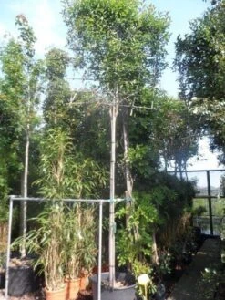 Liguster Als Leiboom (Ligustrum Japonicum) -Directplant Winkel ligustrum japonicum 16 18 20ho cont. leivorm