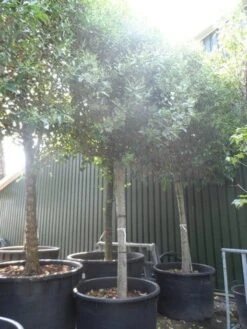 Liguster Als Leiboom (Ligustrum Japonicum) -Directplant Winkel ligustrum japonicum 35 40ho c1500 leivorm