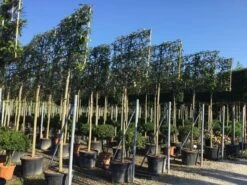 Liguster Als Leiboom (Ligustrum Japonicum) -Directplant Winkel ligustrum japonicum leiboom 16 18cm