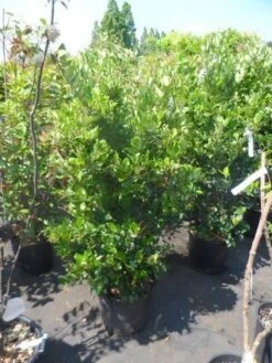 Liguster (Ligustrum Japonicum 'Texanum') -Directplant Winkel ligustrum japonicum texanum 125 150 175 c35 1