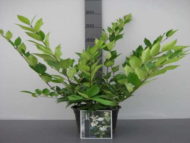 Texaanse Liguster/Liguster (Ligustrum Texanum 'Silver Star') 8 Texaanse Liguster/Liguster (Ligustrum Texanum 'Silver Star') - Afbeelding 6