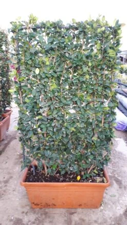 Liguster Als Leivorm (Ligustrum Japonicum 'Texanum') -Directplant Winkel ligustrum texanum 1