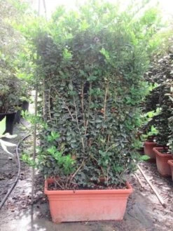 Liguster Als Leivorm (Ligustrum Japonicum 'Texanum') -Directplant Winkel ligustrum texanum leivorm 80x120 1
