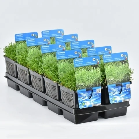 Grasplant (Lilaeopsis Brasiliensis) 6 Grasplant (Lilaeopsis Brasiliensis) - Afbeelding 4