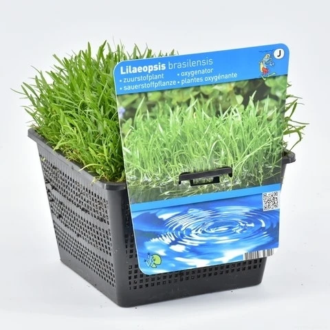 Grasplant (Lilaeopsis Brasiliensis) 4 Grasplant (Lilaeopsis Brasiliensis) - Afbeelding 2