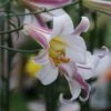 Konings Lelie (Lilium Regale) -Directplant Winkel lilium regale 2 1