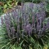 Leliegras (Liriope Muscari) 1 Leliegras (Liriope Muscari) -Directplant Winkel limuscar 2 2